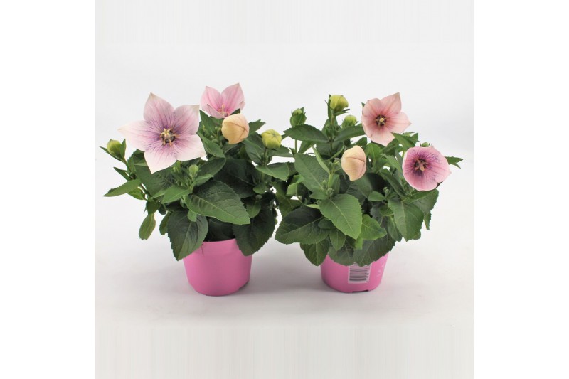 Platycodon grandiflorus astra pink 