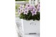Platycodon grandiflorus astra pink 