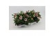 Platycodon grandiflorus astra pink 