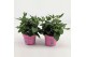 Platycodon grandiflorus astra pink 
