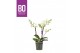Phalaenopsis multiflora wit BO - Flora White - 2 tak, 20+ bloem 