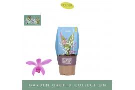 Bletilla Garden Orchid - Mix - 3+ tak