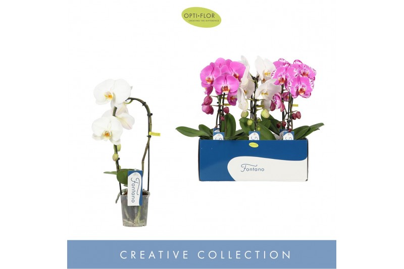 Phalaenopsis fontano mix 1 tak cascade 