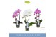 Phalaenopsis fontano mix 1 tak cascade 