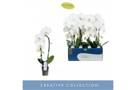 Phalaenopsis fontano crown wit 1 tak cascade