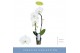 Phalaenopsis fontano crown wit 1 tak cascade 