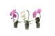 Phalaenopsis bo cascade mix 1 tak,1 tak/plnt,7 bl.,350 gram,1 tak/plnt 