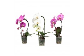 Phalaenopsis bo cascade mix 1 tak,1 tak/plnt,7 bl.,350 gram,1 tak/plnt