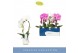 Phalaenopsis fontano mix 1 tak cascade in wit lazio 