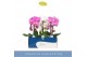 Phalaenopsis fontano mix 1 tak cascade in wit lazio 