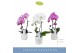Phalaenopsis fontano mix 1 tak cascade in wit lazio 