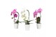 Phalaenopsis bo cascade mix 1 tak in donna wit,1 tak/plnt,7 bl.,1 tak/ 