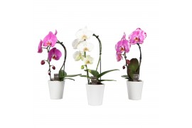 Phalaenopsis bo cascade mix 1 tak in donna wit,1 tak/plnt,7 bl.,1 tak/