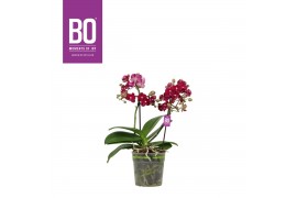 Phalaenopsis multiflora rood Flora Red 2 Spike in BO lay-out,