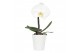 Phalaenopsis wit One P9 White 1 spike in Donna 1 bl. 1 tak/plnt 