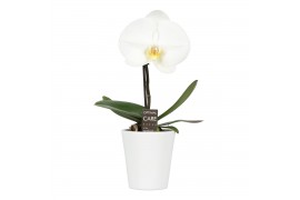 Phalaenopsis wit One P9 White 1 spike in Donna 1 bl. 1 tak/plnt