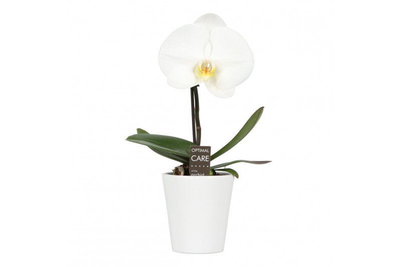 Phalaenopsis wit One P9 White 1 spike in Donna 1 bl. 1 tak/plnt Phalaenopsis wit One P9 White 1 spike in Donna 1 bl. 1 tak/plnt