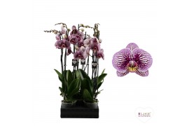 Phalaenopsis floriclone black stripes 2 tak - 55/60cm