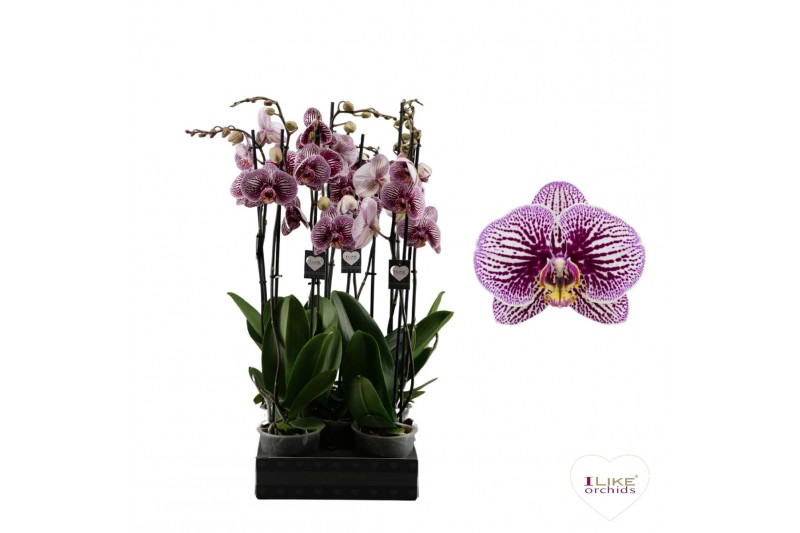 Phalaenopsis floriclone black stripes 2 tak - 55/60cm Phalaenopsis floriclone black stripes 2 tak - 55/60cm