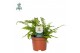 Nephrolepis exaltata green lady 