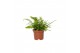 Nephrolepis exaltata green lady 