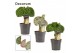 Euphorbia lactea decorum 