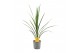 Cordyline peko Verde 