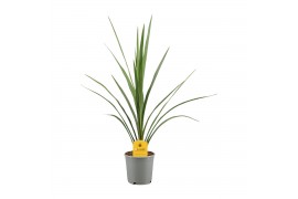 Cordyline peko Verde