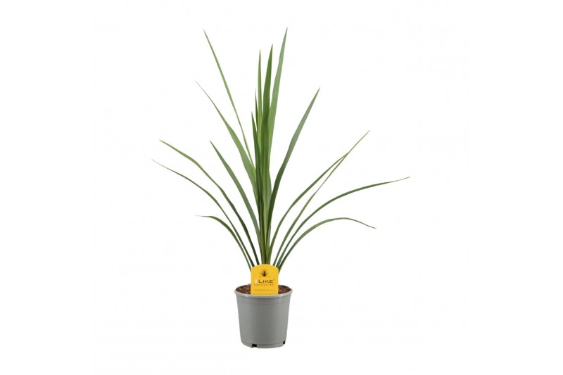 Cordyline peko Verde 