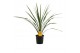 Cordyline peko Verde 