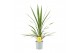 Cordyline peko Verde 