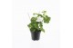 Pelargonium peltatum double white longlife 