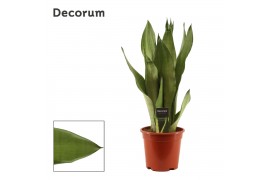 Sansevieria trifasciata moonshine decorum