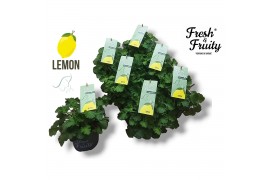 Pelargonium welrieke mix Fresh&Fruity® Lemon Fresh