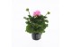 Pelargonium zonale grp f1 pink longlife 