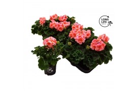 Pelargonium zonale grp f1 salmon longlifre