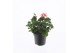 Pelargonium zonale grp f1 salmon longlifre 