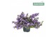 Campanula adansa purple 