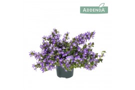 Campanula adansa purple
