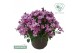 Campanula ambella mixlaag 