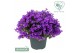 Campanula ambella mixlaag 