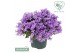 Campanula ambella mixlaag 