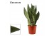 Sansevieria trifasciata super green decorum 