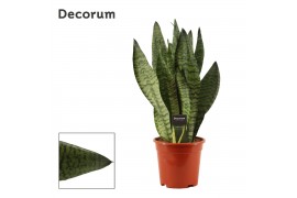 Sansevieria trifasciata super green decorum