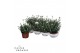 Rhodanthemum casablanca 