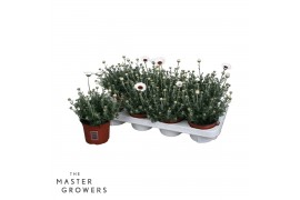 Rhodanthemum casablanca