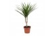 Dracaena marginata 1pp - Enkele stam 