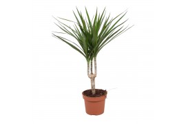 Dracaena marginata 1pp - Enkele stam