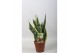 Sansevieria trifasciata futura superba 