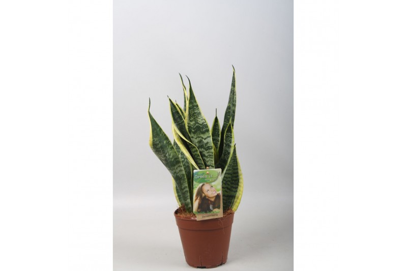 Sansevieria trifasciata futura superba 